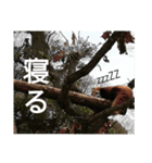 動物たちが受け答え（個別スタンプ：3）