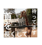 動物たちが受け答え（個別スタンプ：4）