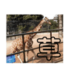 動物たちが受け答え（個別スタンプ：6）