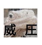 動物たちが受け答え（個別スタンプ：7）