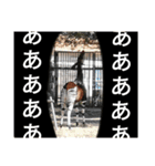 動物たちが受け答え（個別スタンプ：9）