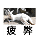 動物たちが受け答え（個別スタンプ：10）