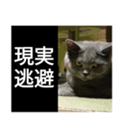 動物たちが受け答え（個別スタンプ：12）