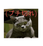 動物たちが受け答え（個別スタンプ：13）