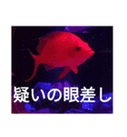 動物たちが受け答え（個別スタンプ：14）