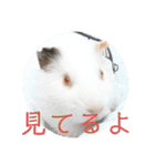 動物たちが受け答え（個別スタンプ：16）