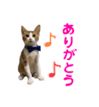 仲良しネコ金銀とお友達（個別スタンプ：1）