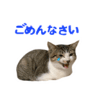 仲良しネコ金銀とお友達（個別スタンプ：2）