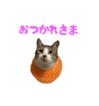 仲良しネコ金銀とお友達（個別スタンプ：5）