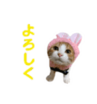 仲良しネコ金銀とお友達（個別スタンプ：6）