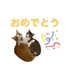 仲良しネコ金銀とお友達（個別スタンプ：7）