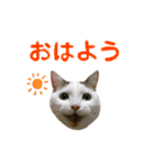 仲良しネコ金銀とお友達（個別スタンプ：8）