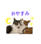 仲良しネコ金銀とお友達（個別スタンプ：9）