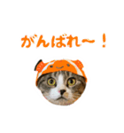 仲良しネコ金銀とお友達（個別スタンプ：11）