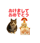 仲良しネコ金銀とお友達（個別スタンプ：16）