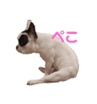<moco>フレブル（個別スタンプ：5）