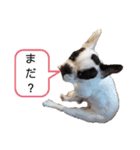 <moco>フレブル（個別スタンプ：19）