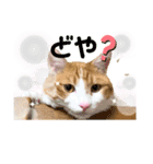 Cocoちゃんにゃんこちゃんスタンプ4（個別スタンプ：3）