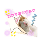 Cocoちゃんにゃんこちゃんスタンプ4（個別スタンプ：5）