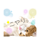 Cocoちゃんにゃんこちゃんスタンプ4（個別スタンプ：8）