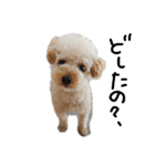 トイプー 癒しの達犬 モコちゃん（個別スタンプ：1）