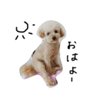 トイプー 癒しの達犬 モコちゃん（個別スタンプ：2）