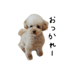 トイプー 癒しの達犬 モコちゃん（個別スタンプ：3）