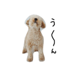 トイプー 癒しの達犬 モコちゃん（個別スタンプ：5）