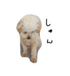 トイプー 癒しの達犬 モコちゃん（個別スタンプ：6）