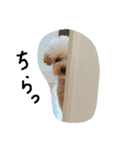トイプー 癒しの達犬 モコちゃん（個別スタンプ：7）