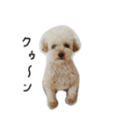 トイプー 癒しの達犬 モコちゃん（個別スタンプ：8）