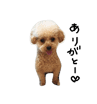 トイプー 癒しの達犬 モコちゃん（個別スタンプ：9）