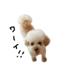 トイプー 癒しの達犬 モコちゃん（個別スタンプ：10）