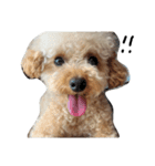 トイプー 癒しの達犬 モコちゃん（個別スタンプ：11）