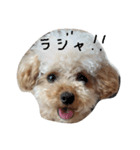 トイプー 癒しの達犬 モコちゃん（個別スタンプ：12）