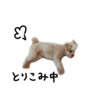トイプー 癒しの達犬 モコちゃん（個別スタンプ：14）