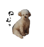 トイプー 癒しの達犬 モコちゃん（個別スタンプ：17）