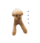 トイプー 癒しの達犬 モコちゃん（個別スタンプ：20）