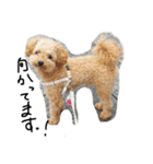 トイプー 癒しの達犬 モコちゃん（個別スタンプ：21）