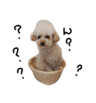 トイプー 癒しの達犬 モコちゃん（個別スタンプ：23）