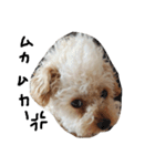 トイプー 癒しの達犬 モコちゃん（個別スタンプ：24）