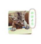 子猫の日常会話②（個別スタンプ：1）