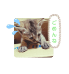 子猫の日常会話②（個別スタンプ：4）