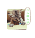 子猫の日常会話②（個別スタンプ：6）