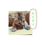 子猫の日常会話②（個別スタンプ：7）