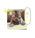子猫の日常会話②（個別スタンプ：9）