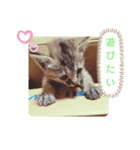 子猫の日常会話②（個別スタンプ：12）