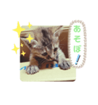 子猫の日常会話②（個別スタンプ：13）