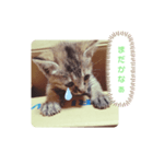 子猫の日常会話②（個別スタンプ：14）