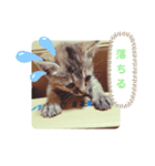 子猫の日常会話②（個別スタンプ：15）